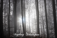 Wald im Nebel