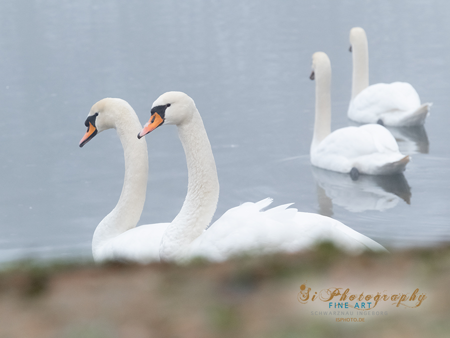 SI Fotografie - Landschaftsfotografie, Makrofotografie, Tierfotografie