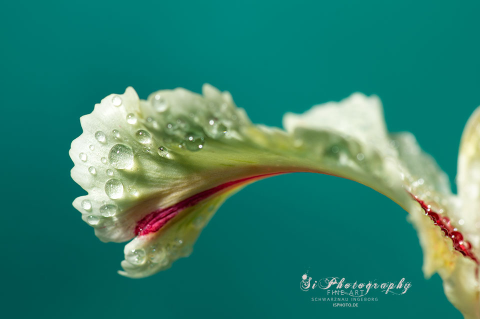 SI Fotografie - Landschaftsfotografie, Makrofotografie, Tierfotografie