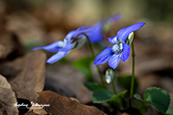Macro - Waldblumen