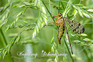 Macro-Tiere am Wegesrand