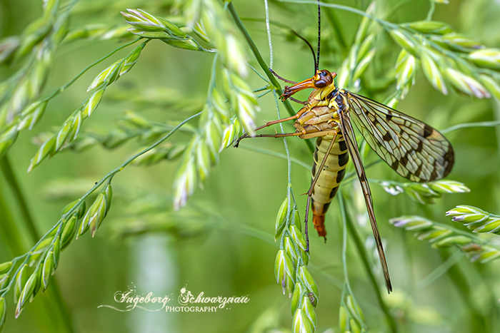 Macro-Tiere am Wegesrand
