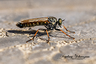 Macro - Insekten