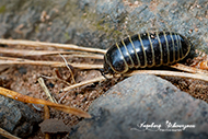 Macro Insekten