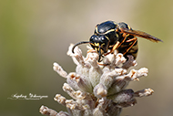 Macro - Bienen