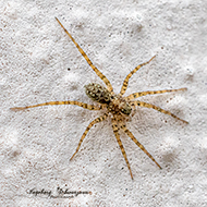 Macro - Spinnen