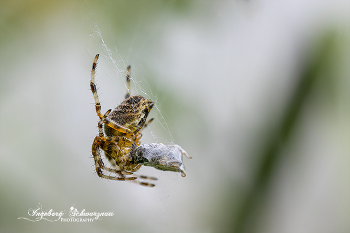 Spinne Stack