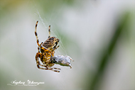 Macro Spinne Stack