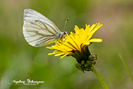 Kohlschmetterling