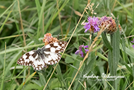Schmetterling - Schachbrettfalter