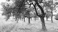 S/W Bäume
