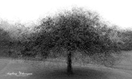 ICM Bäume