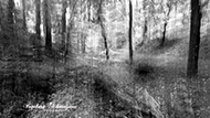 S/W ICM Wald