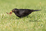Amsel