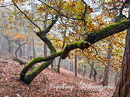 Imsbach K2-Weg zur Kupferberghütte, Wald, Pilze