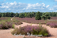 Mehlinger Heide