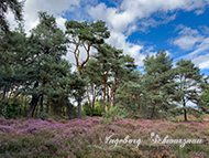 Mehlinger Heide